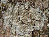 Lecanora chlarotera-1.jpg